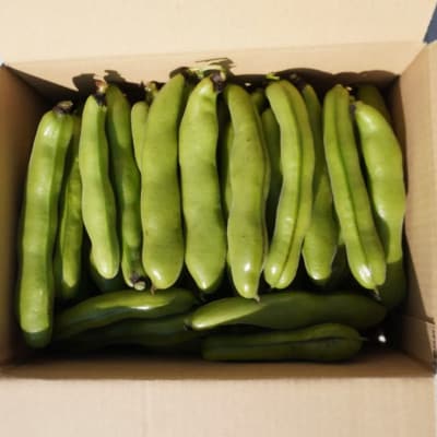 大村農場のそら豆2kg(5月下旬より順次発送)【配送不可地域：離島・沖縄県】