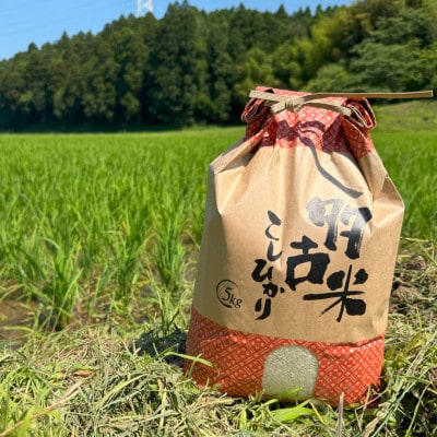 多古米セレクション　萩原佐千穂さんの多古米コシヒカリ　精米10kg　令和7年産【配送不可地域：離島】