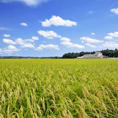 多古米セレクション　高石健太郎さんの多古米コシヒカリ　精米10kg　令和7年産【配送不可地域：離島】