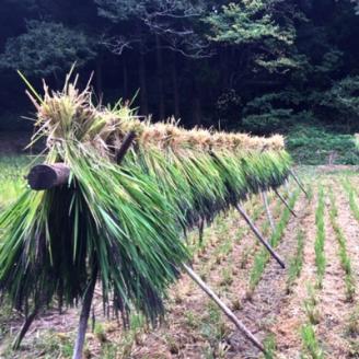 JAS認証 栽培期間中農薬不使用多古米「コシヒカリ」5kg　【配送不可地域：離島・沖縄県】