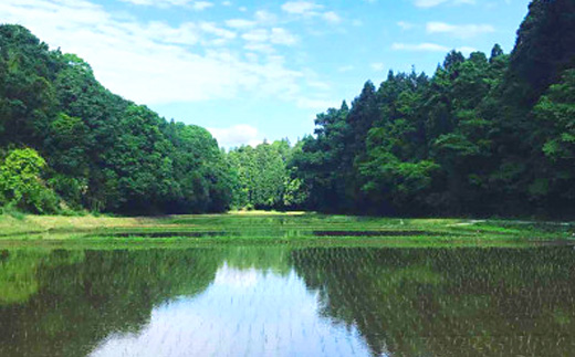 新米【令和7年産】たこまいらいふ萩原農場の多古米コシヒカリ(精米)3kg【配送不可地域：離島・沖縄県】
