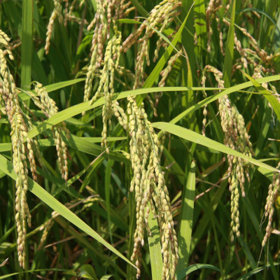 厳選多古米コシヒカリ　精米5kg　令和7年産【配送不可地域：離島】