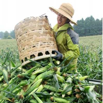 大村農場の朝採り極甘とうもろこしゴールドラッシュ13本(6月下旬から発送)【配送不可地域：離島】