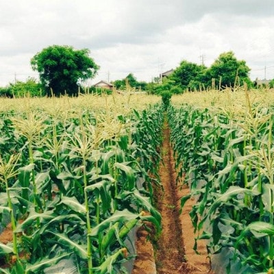 朝採れ　千葉県多古町産スイートコーン　10本入り【配送不可地域：離島・沖縄県】