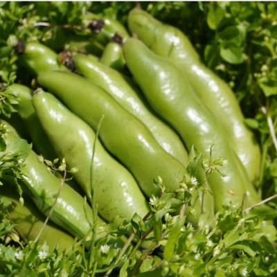 大村農場のそら豆2kg(5月下旬より順次発送)【配送不可地域：離島・沖縄県】