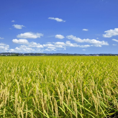 多古米セレクション　宇井稔二さんの多古米コシヒカリ　玄米5kg　令和7年産【配送不可地域：離島】