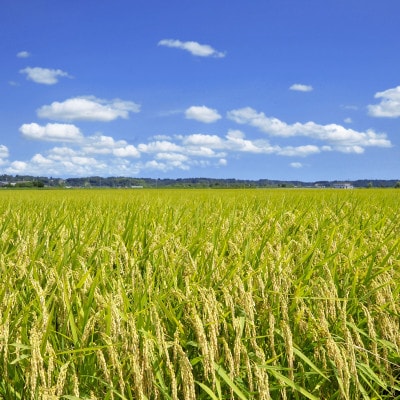 多古米セレクション　宇井稔二さんの多古米コシヒカリ　玄米10kg　令和7年産【配送不可地域：離島】