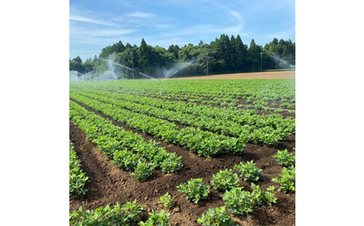 千葉県産　大人気返礼品ゆで落花生　2種(3パック入)食べ比べセット【配送不可地域：離島・沖縄県】