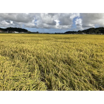 多古米グランプリ常連　佐藤さんのコシヒカリ【令和7年産精米5kg】【配送不可地域：離島】