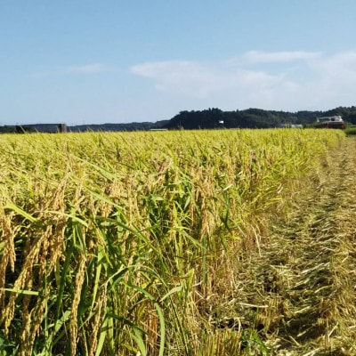 多古米グランプリ常連　佐藤さんのコシヒカリ【令和7年産玄米5kg】【配送不可地域：離島】