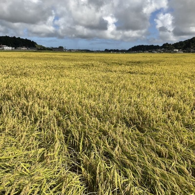 多古米グランプリ常連　佐藤さんのコシヒカリ【令和7年産玄米】10kg【配送不可地域：離島】