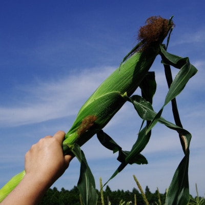 大村農場の朝採り極甘とうもろこしゴールドラッシュ13本(6月下旬から発送)【配送不可地域：離島】