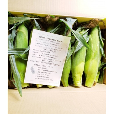 朝採れ　千葉県多古町産スイートコーン　10本入り【配送不可地域：離島・沖縄県】