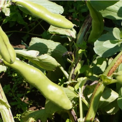 大村農場のそら豆2kg(5月下旬より順次発送)【配送不可地域：離島・沖縄県】