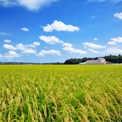 多古米セレクション　柏原徹さんの多古米コシヒカリ　玄米5kg　令和7年産【配送不可地域：離島】