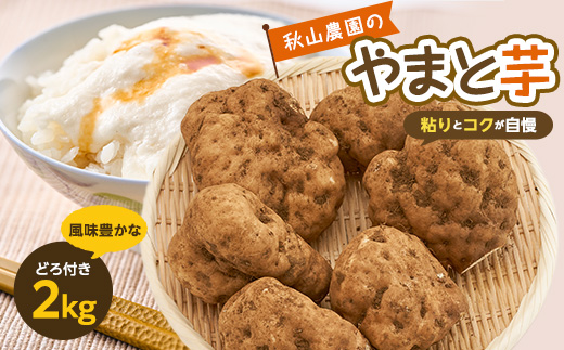 やまと芋の町!多古から「秋山農園のやまと芋」2kg(どろ付き)