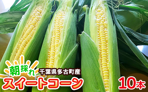 朝採れ　千葉県多古町産スイートコーン　10本入り【配送不可地域：離島・沖縄県】