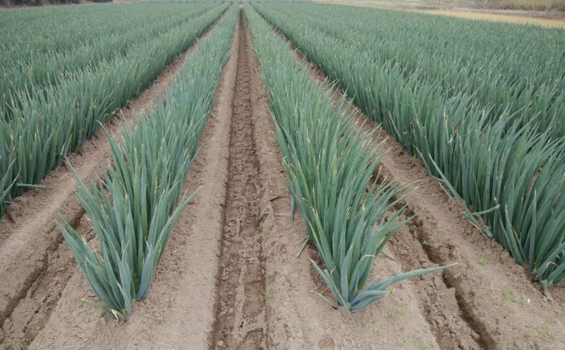 白砂ねぎ　Lサイズ　約5kg 野菜 柔らか 甘い 美味しい ミネラル ねぎま鍋