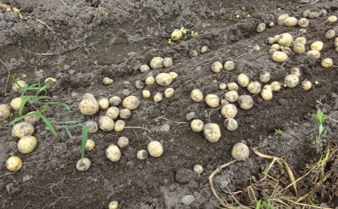 まなびファーム 令和8年産じゃがいも2.2kg 野菜 根菜 国産 新じゃがいも ジャガイモ きたあかり 新じゃが ポテト 食材 九十九里町 千葉県
