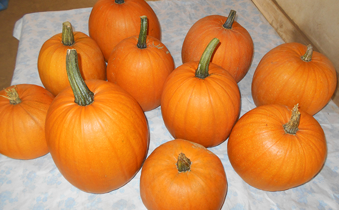 ハロウィン向けかぼちゃ　10kg未満