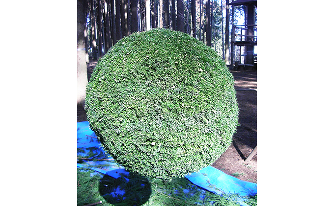 杉玉・酒林　直径約30cm