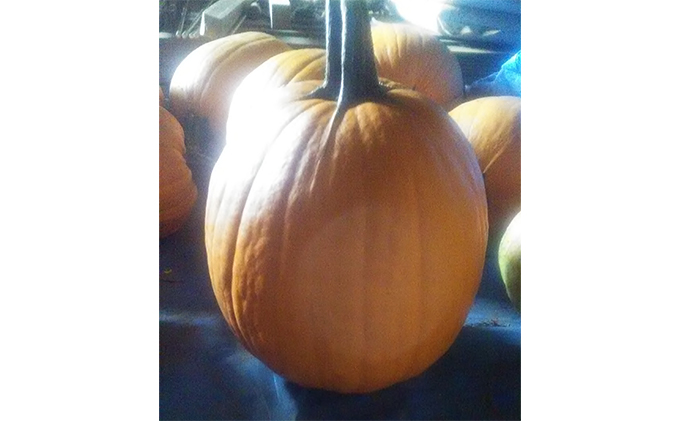 ハロウィン向けかぼちゃ　10kg未満