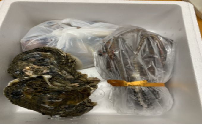 期間限定品純白出汁の天然”ゼンナ”とうま味が濃い天然岩牡蠣セット各2kg　合計4kg