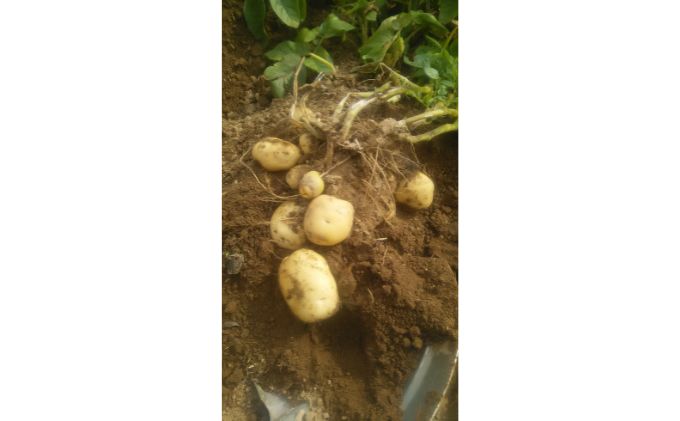 【先行予約】まなびファーム　令和6年産じゃがいも10kg