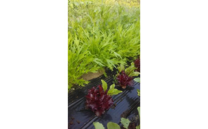 【先行予約】田植え体験・単回型コース