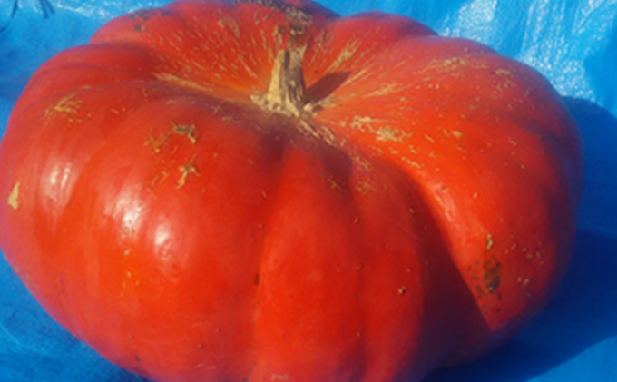 ハロウィン向けかぼちゃ　10kg未満