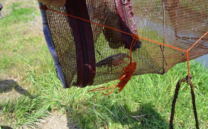 田植え体験・稲刈り体験パック型コース 田植え 稲刈り 田んぼ 体験 チケット 体験チケット 新米 農業 九十九里町 千葉県