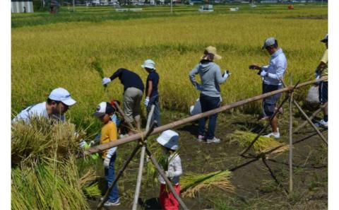 稲刈り体験　単回型　４名まで