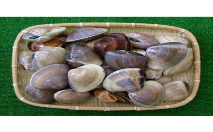 はまぐり 千葉 九十九里産 活はまぐり 1.3kg 貝 海鮮 海産物 海の幸 魚介 魚介類 水産 水産物 はまぐり鍋 バーベキュー BBQ お吸い物 国産 ハマグリ 蛤 産地直送 冷蔵 冷蔵配送 千葉県 九十九里 九十九里町