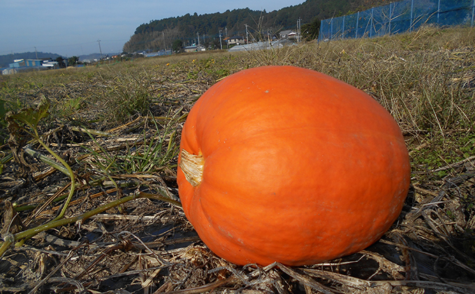 ハロウィン向けかぼちゃ　10kg未満