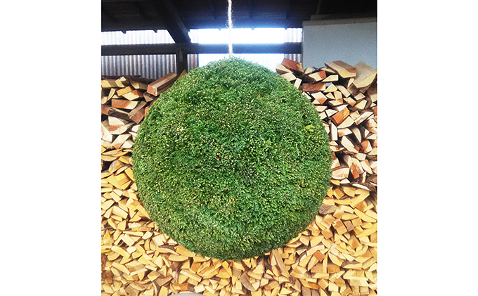 杉玉・酒林　直径約30cm