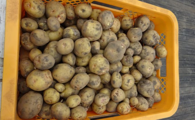 【先行予約】まなびファーム　令和6年産じゃがいも10kg