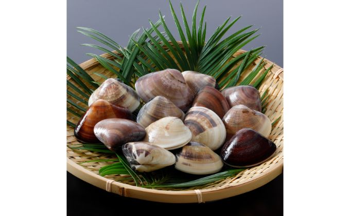 はまぐり 千葉 九十九里産 活はまぐり 1.3kg 貝 海鮮 海産物 海の幸 魚介 魚介類 水産 水産物 はまぐり鍋 バーベキュー BBQ お吸い物 国産 ハマグリ 蛤 産地直送 冷蔵 冷蔵配送 千葉県 九十九里 九十九里町