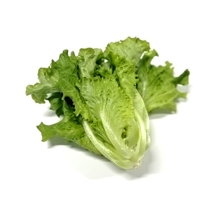 不揃いのレタスたち（プリーツレタス）500g×1袋