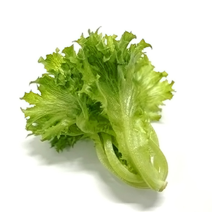 不揃いのレタスたち（フリルレタス）500g×1袋
