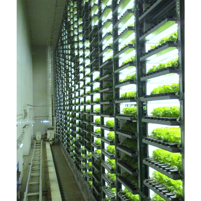 不揃いのレタスたち（プリーツレタス）500g×1袋