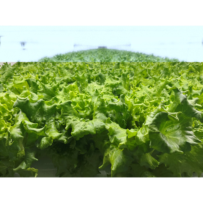 不揃いのレタスたち（プリーツレタス）500g×1袋