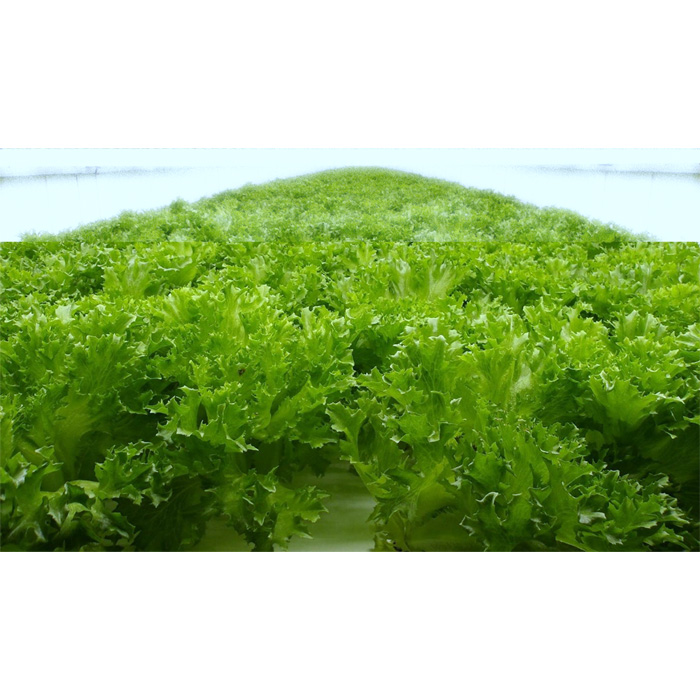 不揃いのレタスたち（フリルレタス）500g×1袋