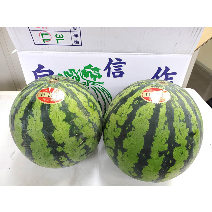 井上さんの西瓜「自信作」2Lサイズ以上2玉