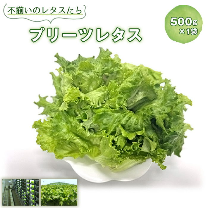 不揃いのレタスたち（プリーツレタス）500g×1袋