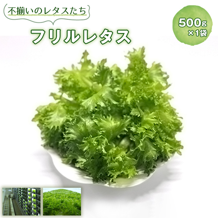 不揃いのレタスたち（フリルレタス）500g×1袋