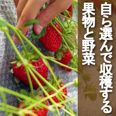 牧場アイス 季節のお勧め大人気12個セット【行木牧場アイスクリームセット】しぼりたて牛乳で作りました【配送不可地域：離島】