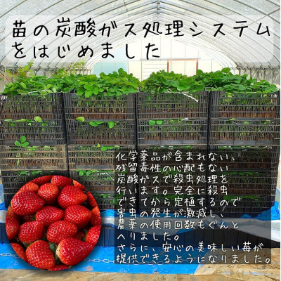 農家直送だから苺本来の美味しさ!BELL FARMの冷凍 いちご500g 収穫当日冷凍の苺【配送不可地域：離島】