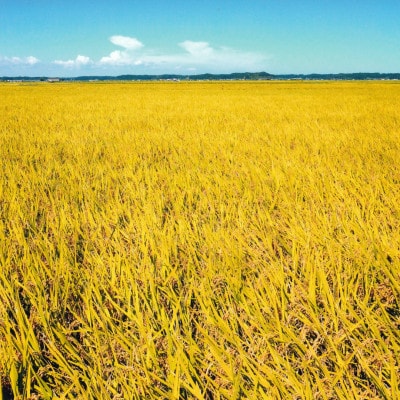 「令和7年産」千葉県産　粒すけ　精米10kg(5kg×2袋)