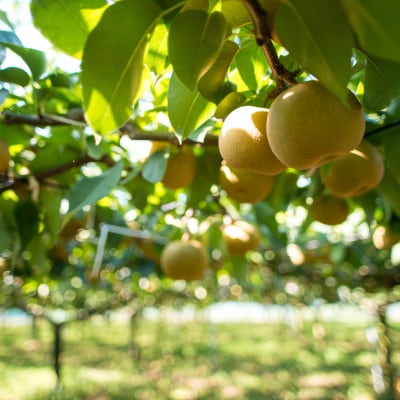 【千葉県横芝光町産】2021年デビューの新品種『秋満月』約3kg(4～5個) 満月のような大玉の梨