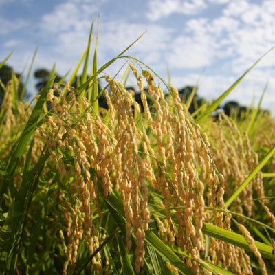 「令和7年産」千葉県産　粒すけ　精米10kg(5kg×2袋)